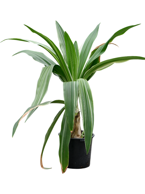 Crinum asiaticum