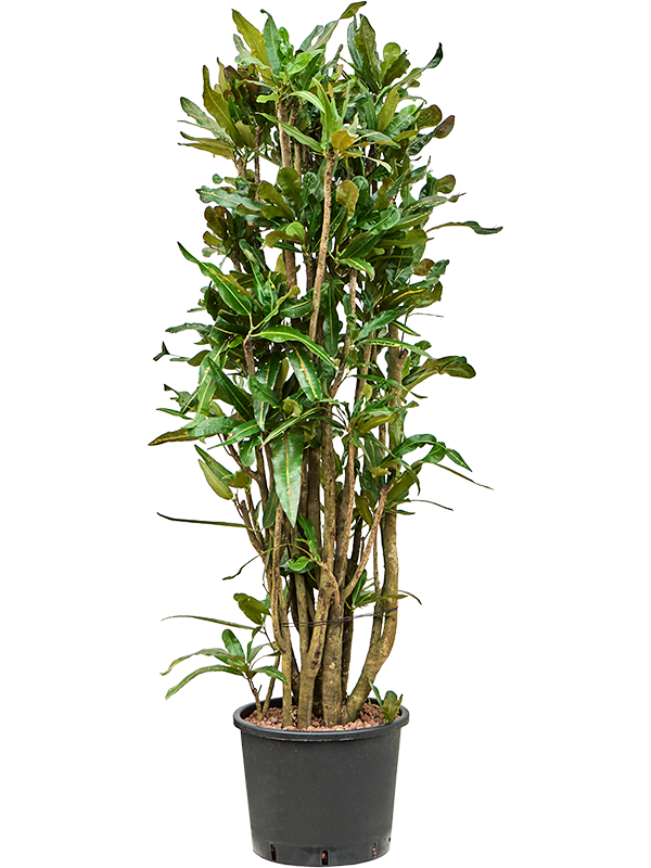 
                  
                    Croton Codiaeum variegatum Mammi
                  
                