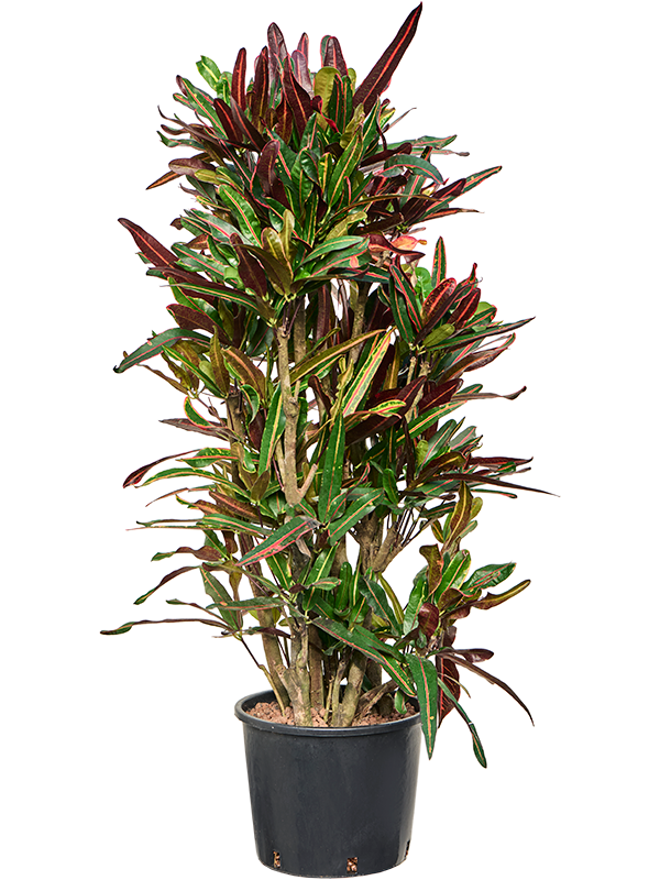 
                  
                    Croton Codiaeum variegatum Mammi
                  
                