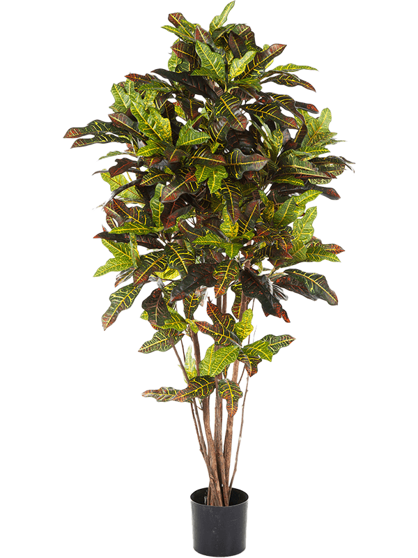 
                  
                    Croton artificiel
                  
                