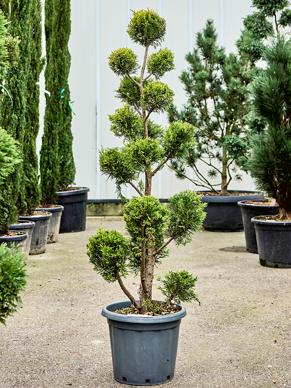 Cupressocyparis leylandii Gold Rider