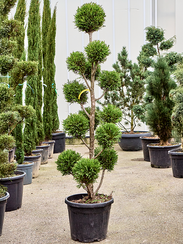 
                  
                    Cupressocyparis leylandii Gold Rider
                  
                
