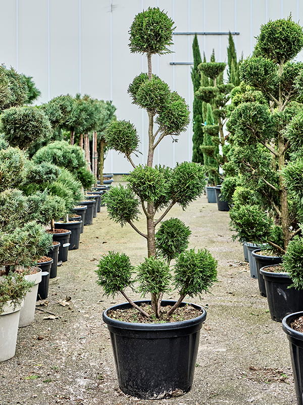 
                  
                    Cupressocyparis leylandii Gold Rider
                  
                