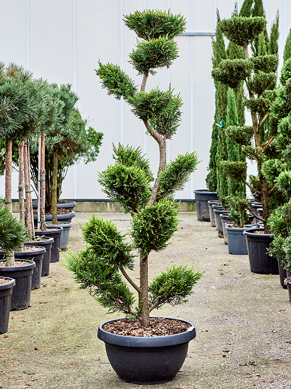 
                  
                    Cupressocyparis leylandii Gold Rider
                  
                