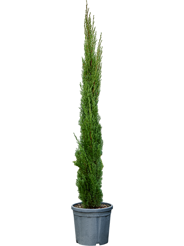 Acheter Cypres Cupressus Sempervirens Totem Plante Exterieur Natura acheter-cypres-cupressus-sempervirens-totem-plante-exterieur-natura