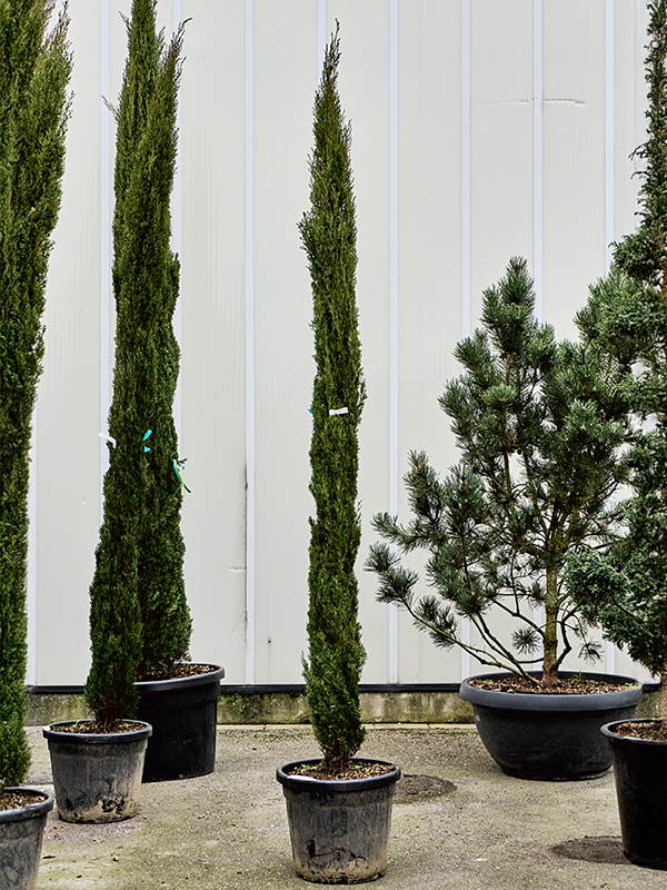 
                  
                    Cupressus sempervirens totem
                  
                