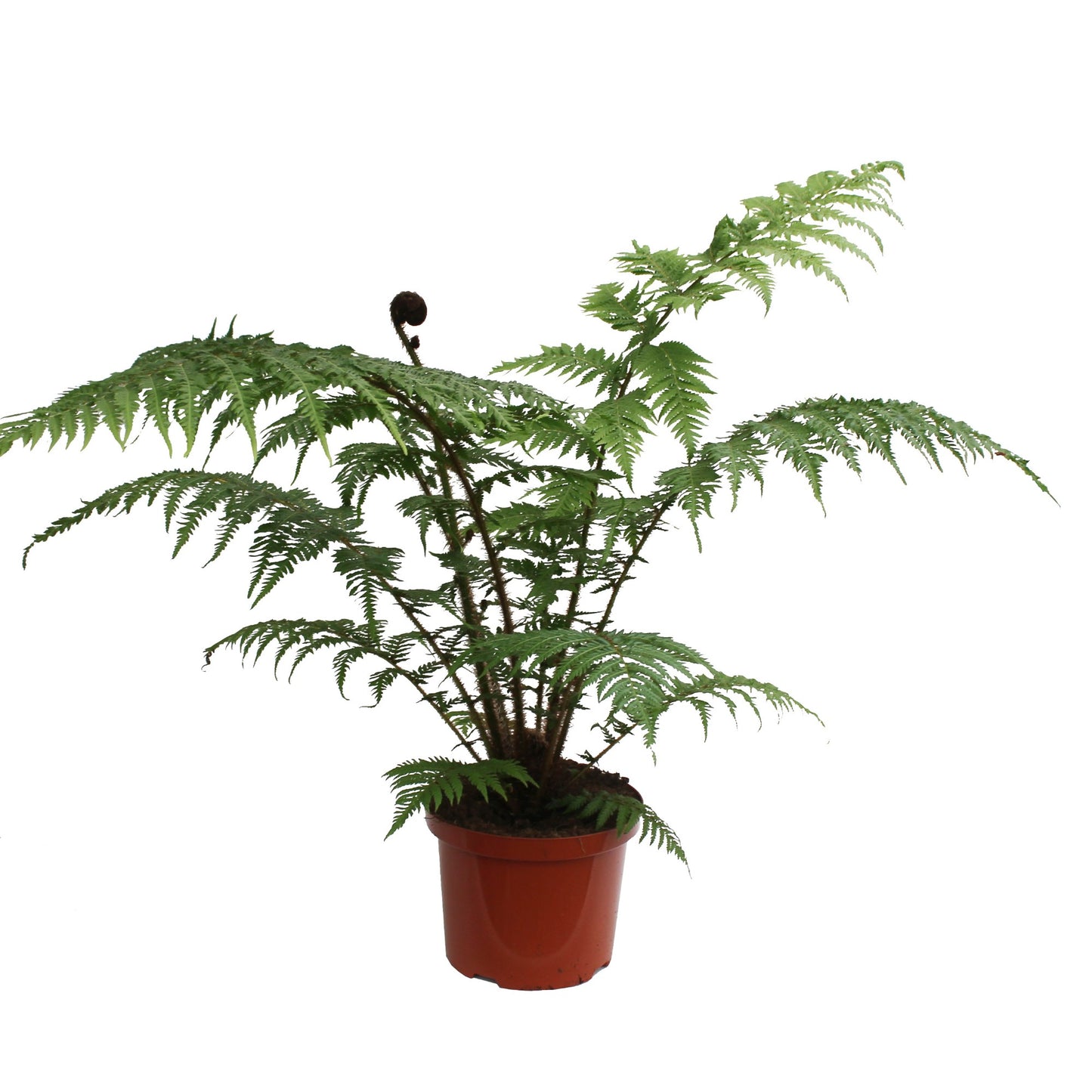 
                  
                    Cyathea cooperi
                  
                
