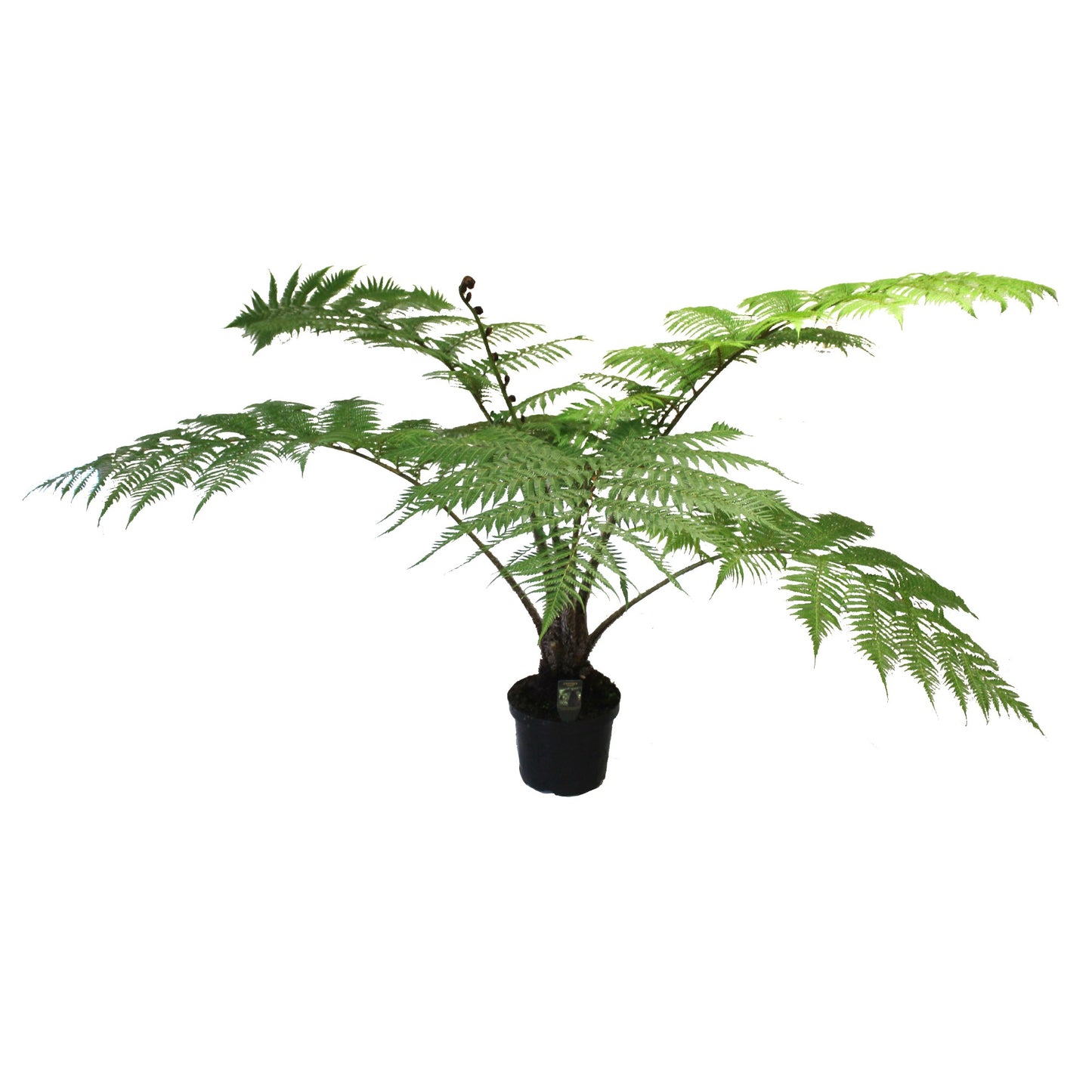 
                  
                    Cyathea cooperi
                  
                