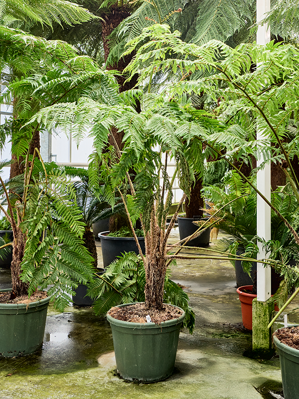 Cyathea cooperi