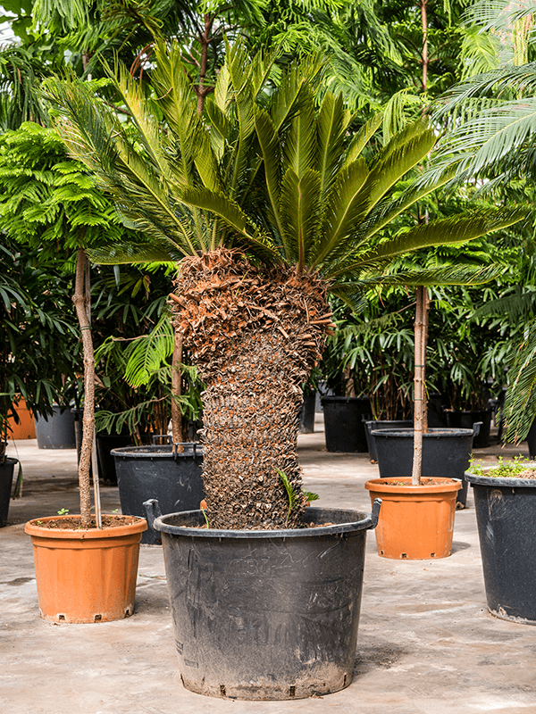 
                  
                    Cycas revolutas
                  
                