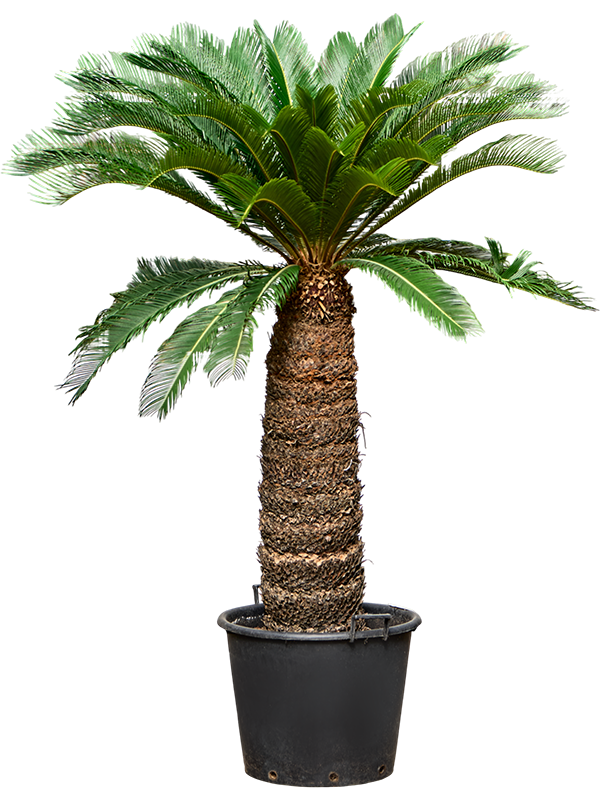 
                  
                    Cycas revolutas
                  
                