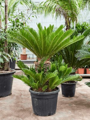 
                  
                    Un beau cicas revolutas,  il a de longues verte et épaisse, en substrat dans son pot noir de croissance , vendu en ligne et en boutique par la jardinerie Béziers Natura dans l'Hérault
                  
                