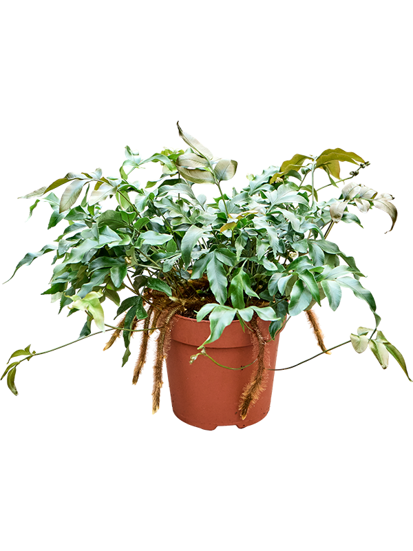 Davallia pentaphylla