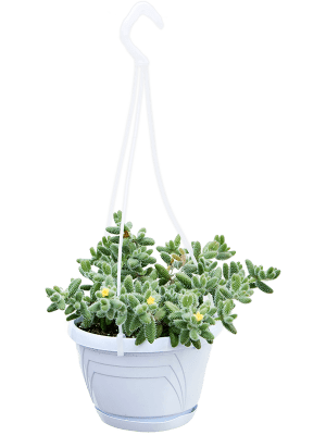Delosperma hispidum