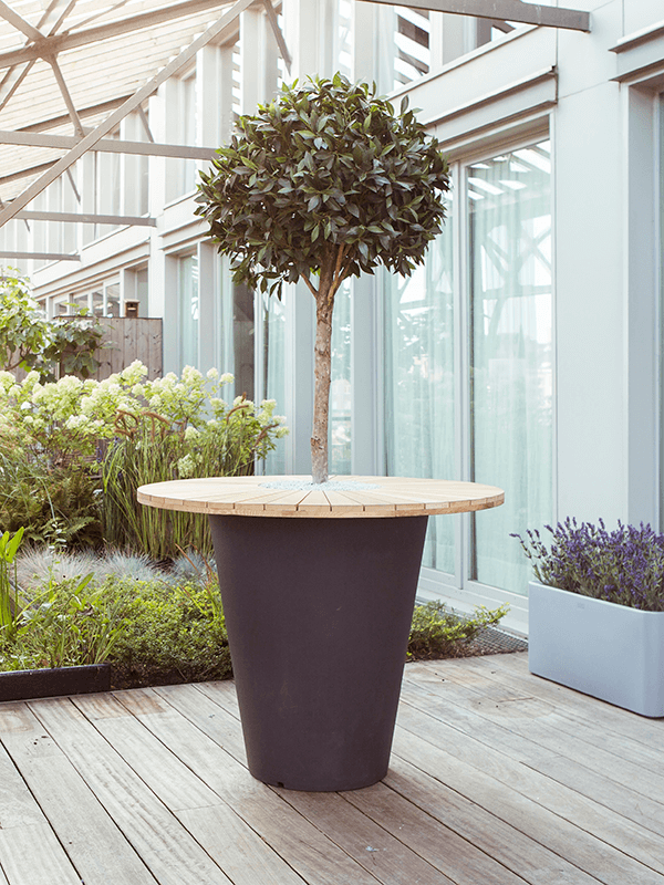 
                  
                    Otium Olla Table Herba
                  
                