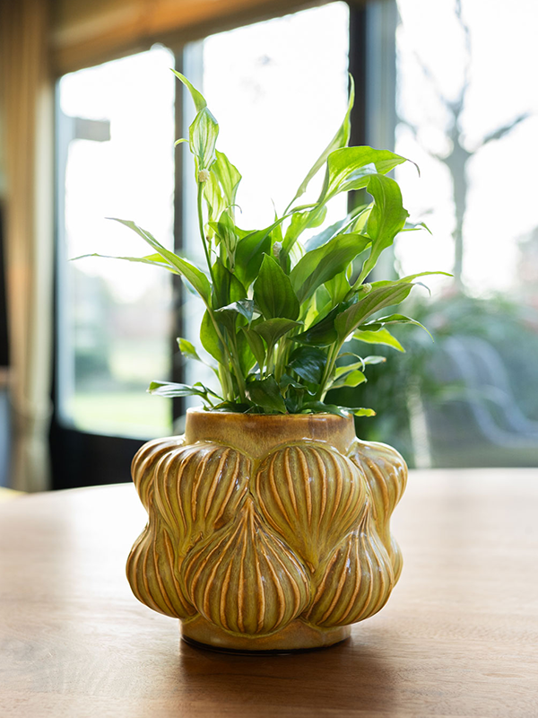
                  
                    Pot Sanah
                  
                