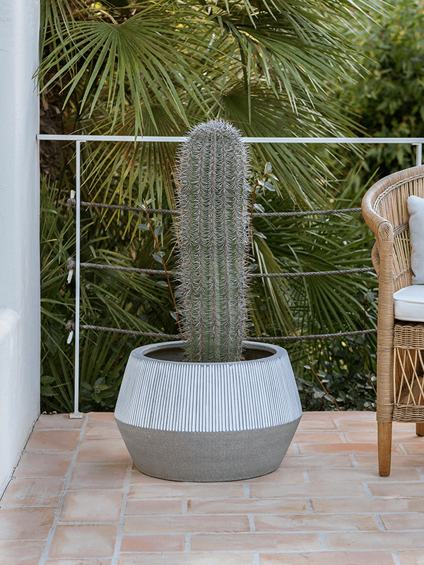 
                  
                    Pot Ridged Harley low White Stripe
                  
                