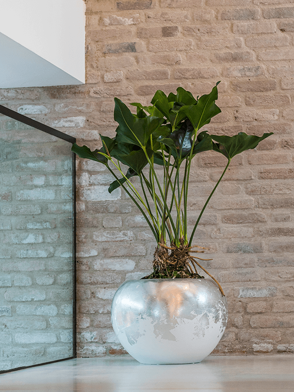 
                  
                    Pot globe Baq Luxe Lite Glossy
                  
                
