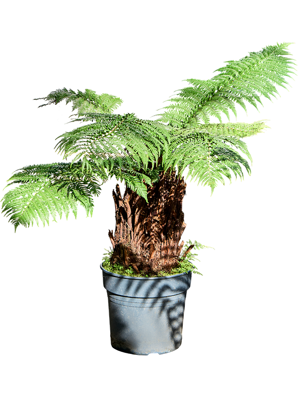 
                  
                    Dicksonia antarctica
                  
                