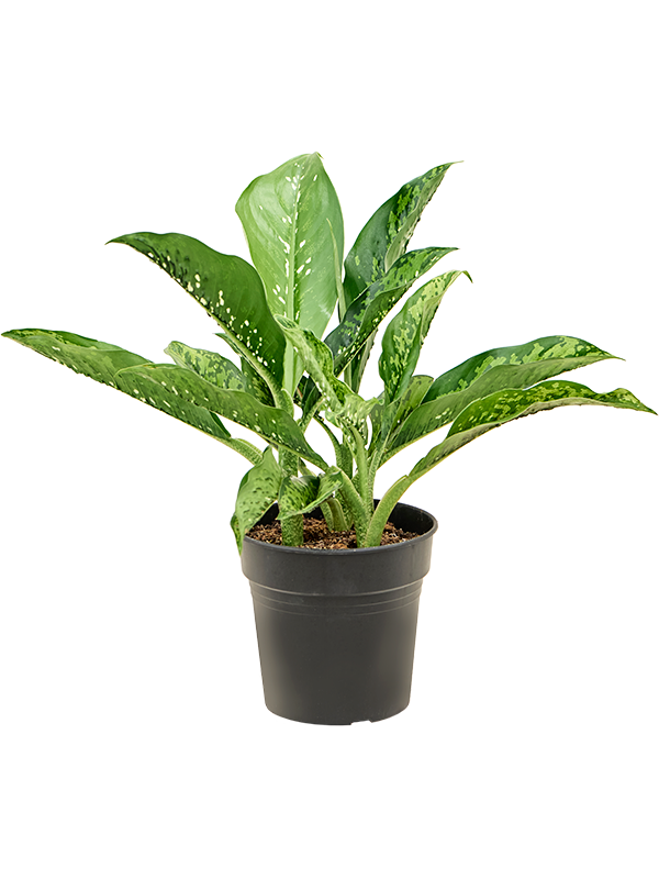 Dieffenbachia Crocodile