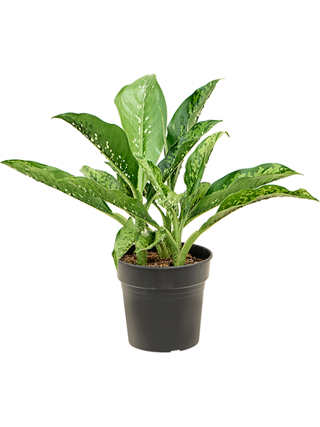 Dieffenbachia Crocodile