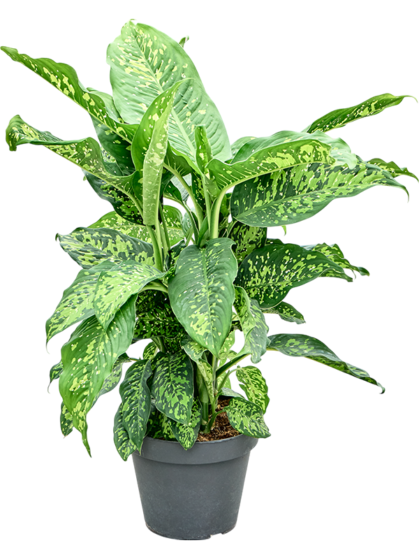
                  
                    Dieffenbachia Spotty
                  
                