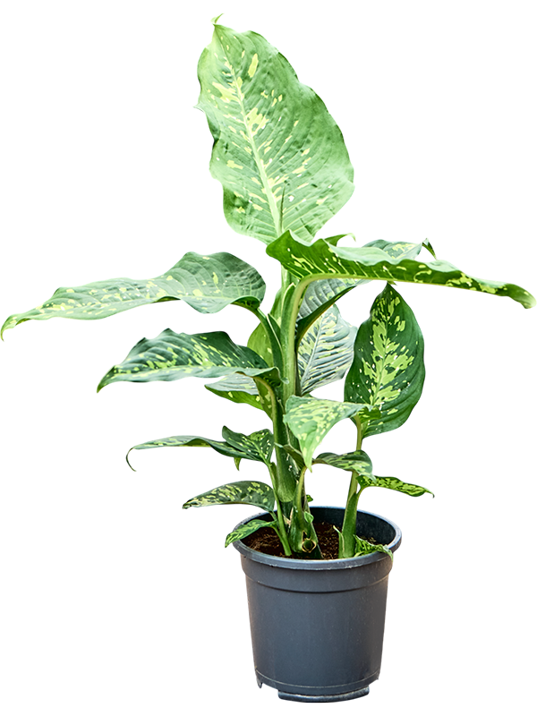 Dieffenbachia Spotty