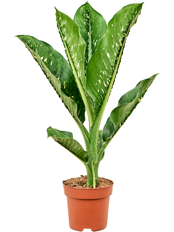 Dieffenbachia seguine Caiman