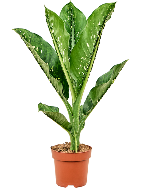 dieffenbachia seguine entretien Dieffenbachia seguine Caiman