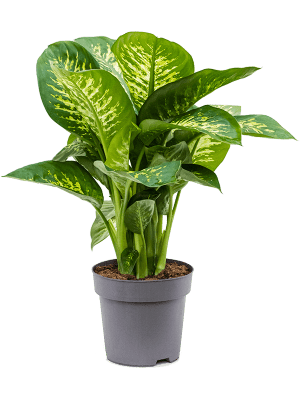 dieffenbachia seguine entretien Dieffenbachia seguine 'Reeva'