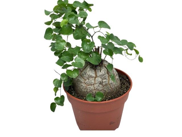Dioscorea elephantipes