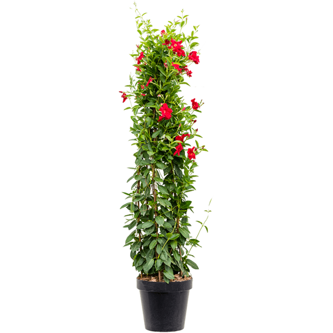 
                  
                    Dipladenia mandevilla
                  
                