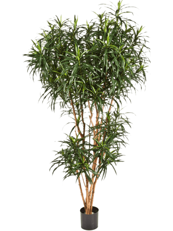 Dracaena Reflexa Anita