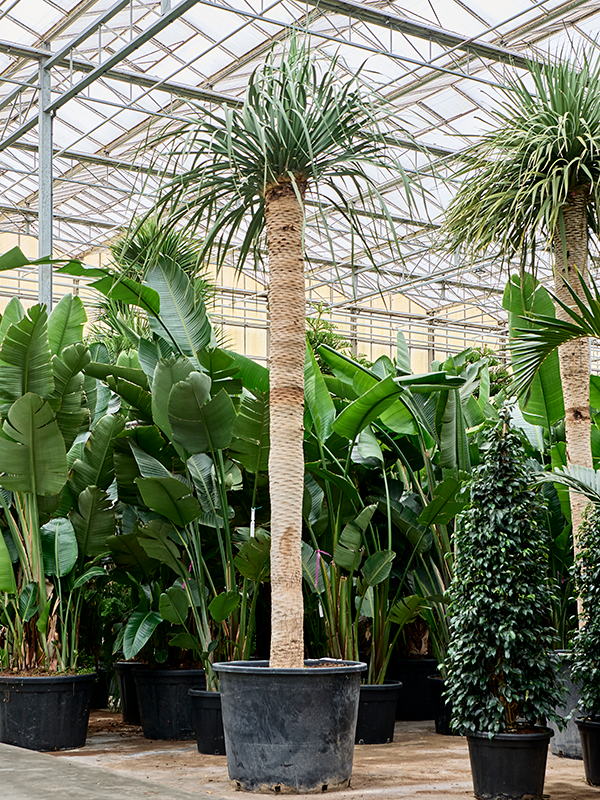 
                  
                    Dracaena Draco
                  
                