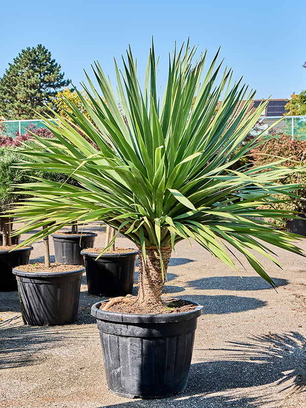 dracaena exterieur Dracaena draco Compact