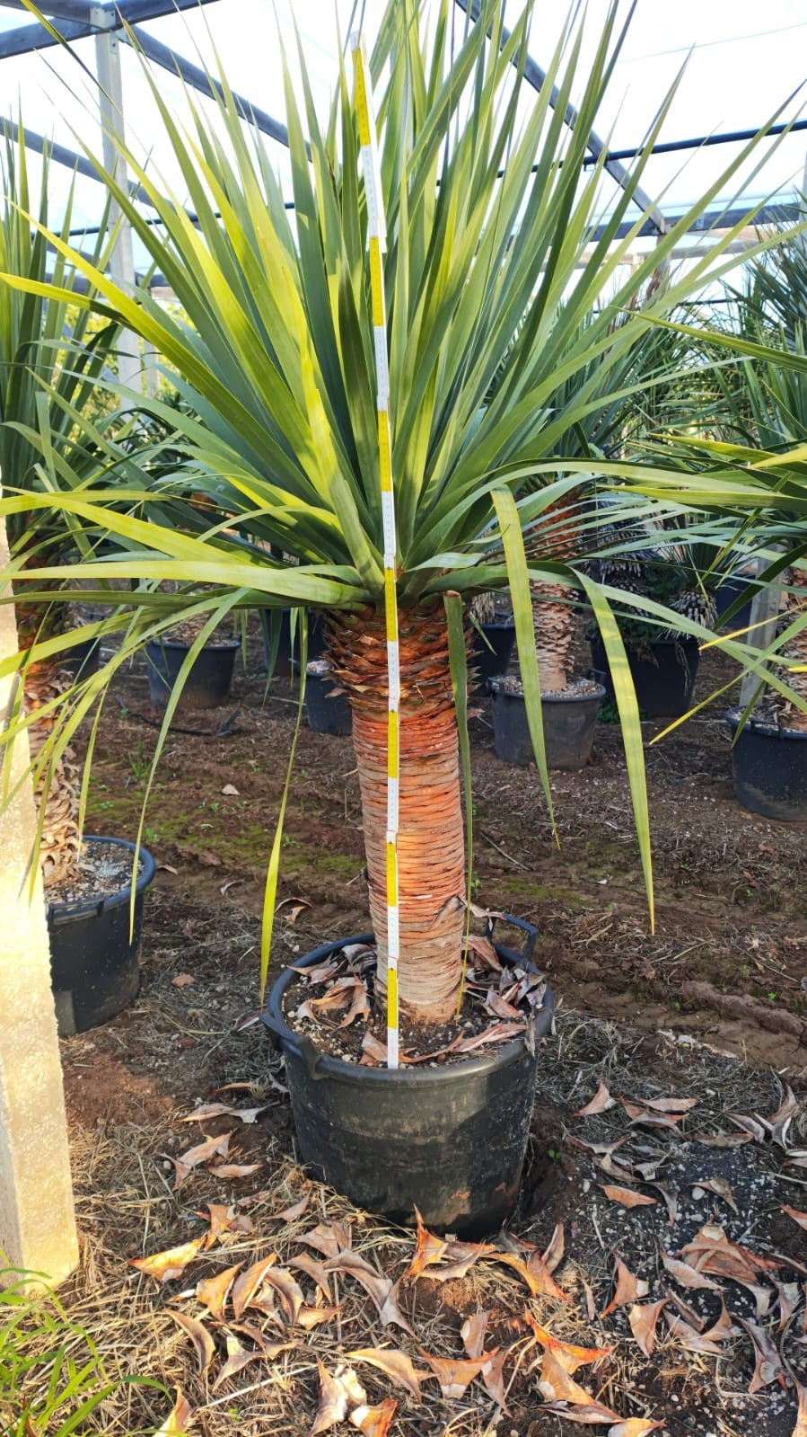 dracaena exterieur Dracaena draco Compact