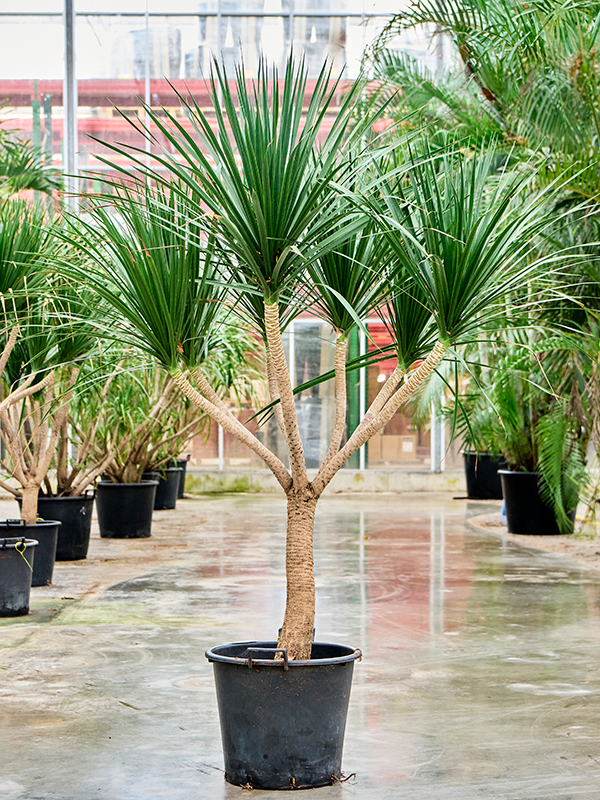 dracaena exterieur Dracaena draco Compact