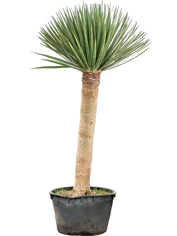 Dracaena draco Compact.
