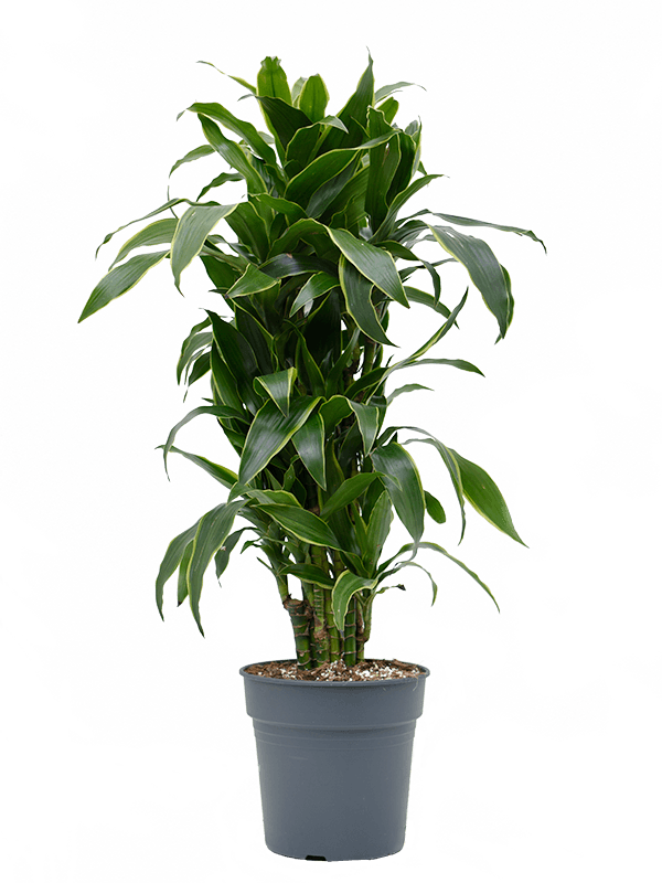 dracaena fragrans arturo Dracaena fragrans 'Arturo'
