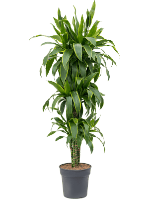 Dracaena fragrans 'Arturo'