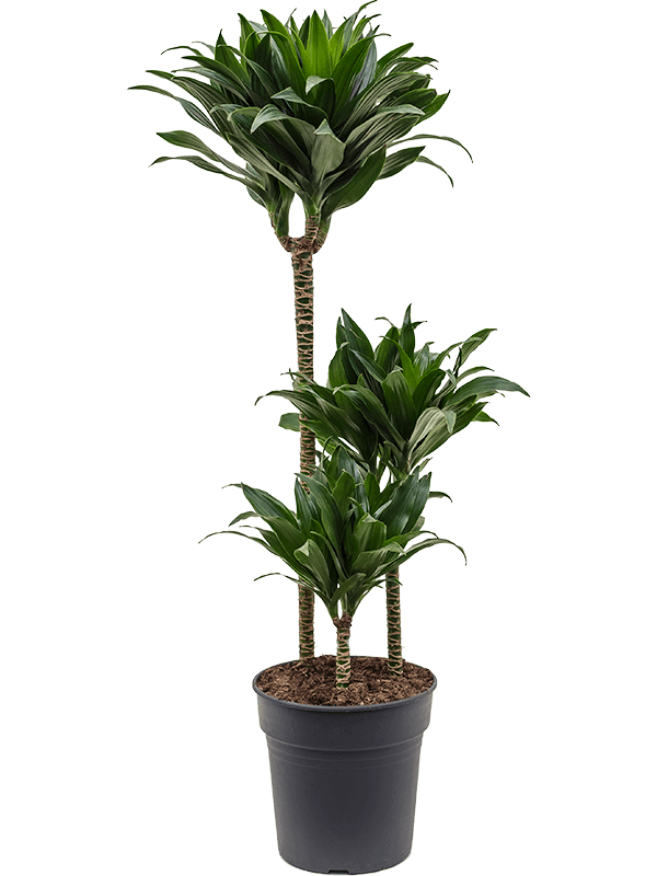
                  
                    Dracaena fragrans Compacta
                  
                