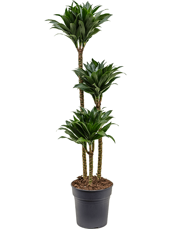 
                  
                    Dracaena fragrans Compacta
                  
                