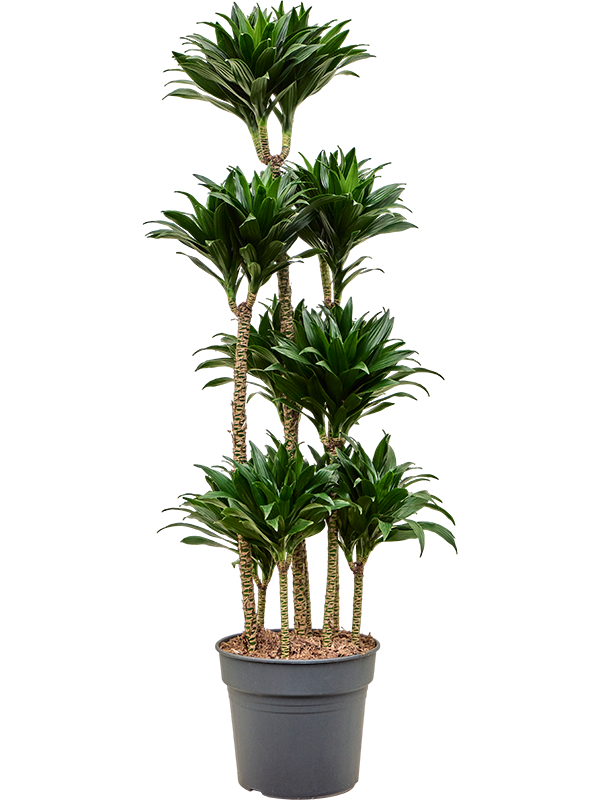 
                  
                    Dracaena fragrans Compacta
                  
                