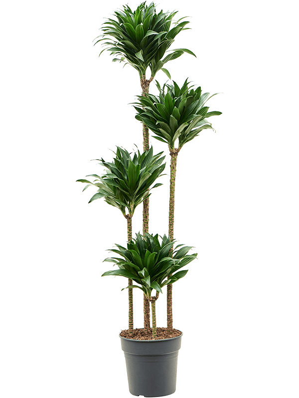 Dracaena fragrans Compacta