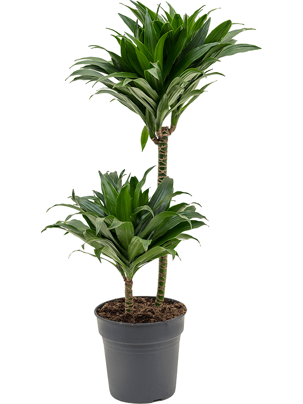 
                  
                    Dracaena fragrans Compacta
                  
                