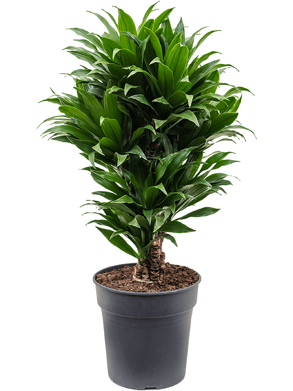 
                  
                    Dracaena fragrans Compacta
                  
                