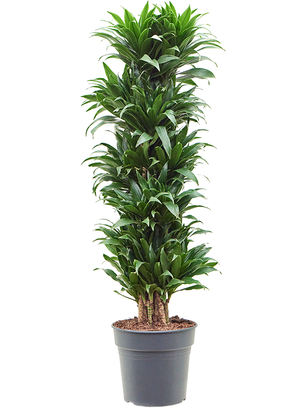 
                  
                    Dracaena fragrans Compacta
                  
                