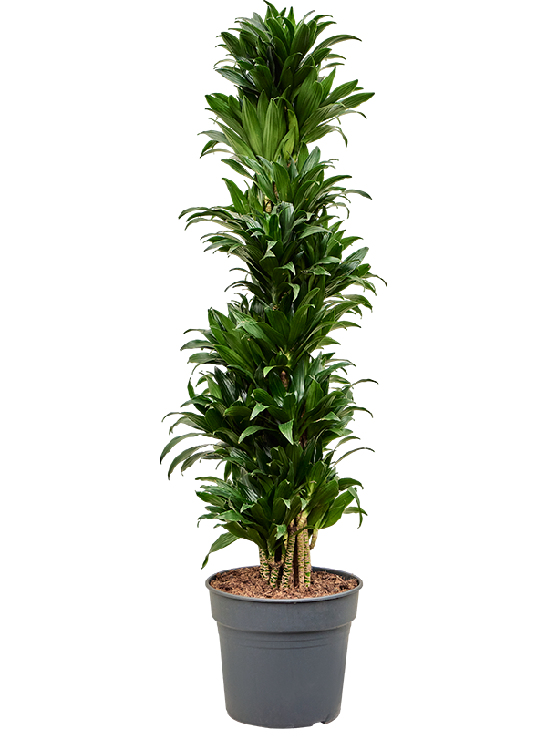 
                  
                    Dracaena fragrans Compacta
                  
                
