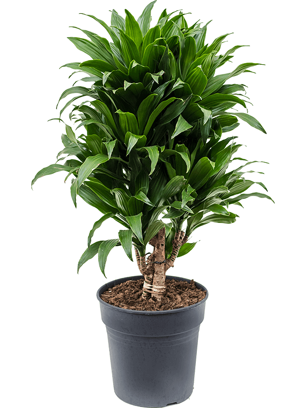 
                  
                    Dracaena fragrans Compacta
                  
                