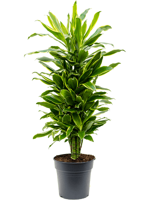 
                  
                    Dracaena fragrans 'Golden Coast'
                  
                